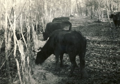vaches_1975_pussacq