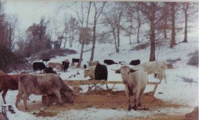vaches_1985_pussacq